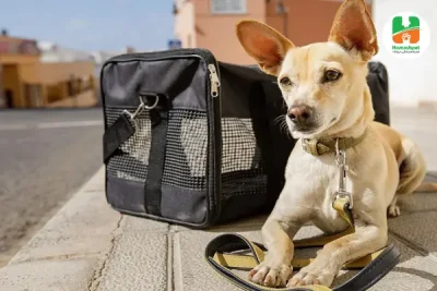 باکس حمل و نقل سگ