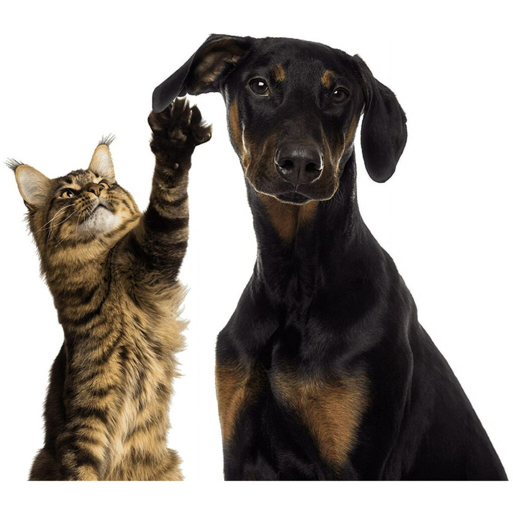 مقاله مالت سگ و گربه