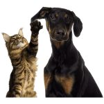 مقاله مالت سگ و گربه