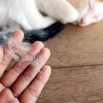 ریزش مو گربه