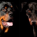 سگ های نگهبان