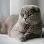 گربه اسکاتیش