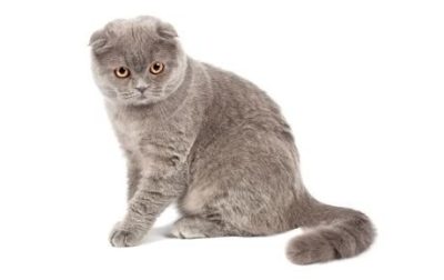 🐱 ۲. اسکاتیش فولد (Scottish Fold)