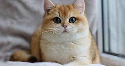 🐱 ۳. بریتیش شورتهیر (British Shorthair)