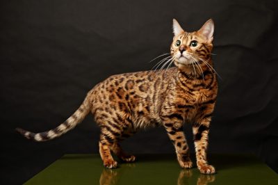 🐱 ۶. بنگال (Bengal)