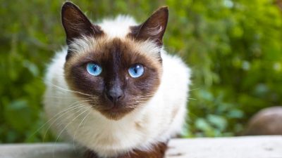 🐱 ۷. سیامی (Siamese)