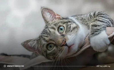 🐱 ۱۰. DSH (Domestic Short Hair – گربه خانگی موکوتاه)