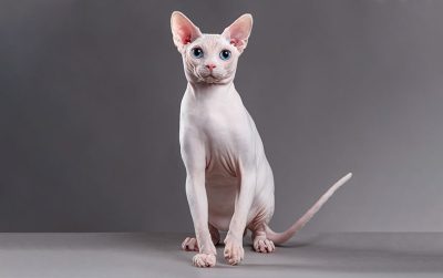 🐱 ۹. اسپینکس (Sphynx)