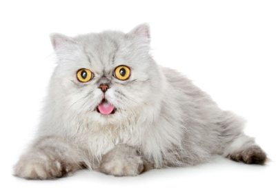 🐱 ۱. پرشین کت (Persian Cat)