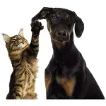 مقاله مالت سگ و گربه