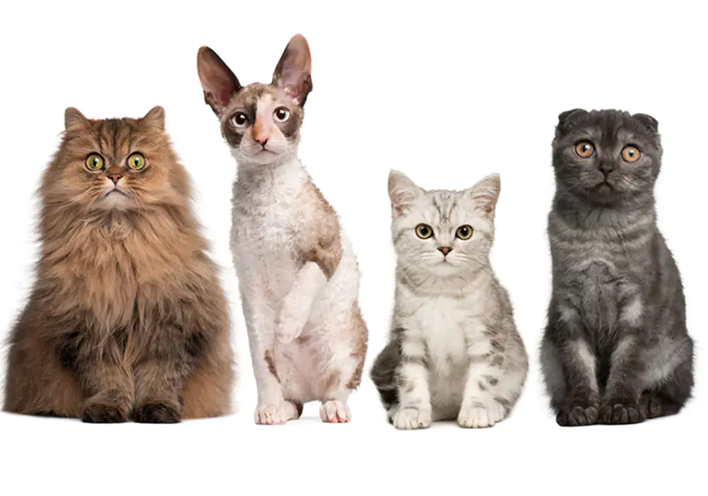 محبوب ترین نژاد گربه