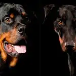 سگ های نگهبان