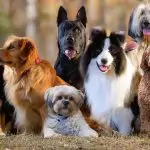 15 نژاد سگ ها و ویژگی‌های هر یک در 2025