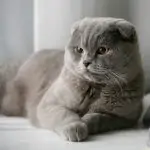 گربه اسکاتیش