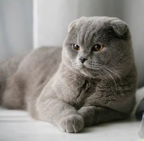 گربه اسکاتیش