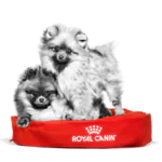 غذای خشک گربه رویال کنین بریتیش شورت هر پروفشنال فله